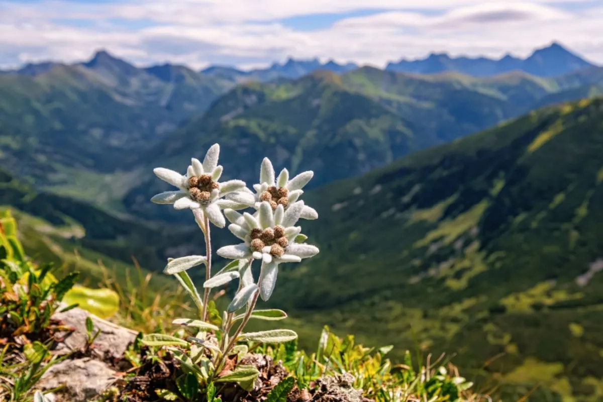 Stelle alpine tra le vette, fiore a cui è paragonata Laura Lo Presti